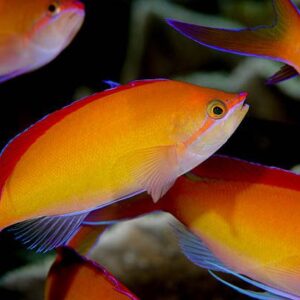anthias-dispar