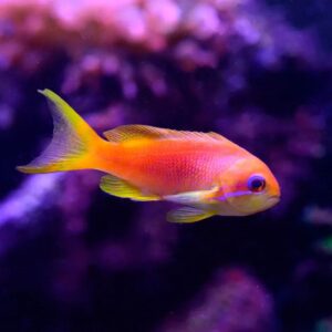 anthias-squamipinnis