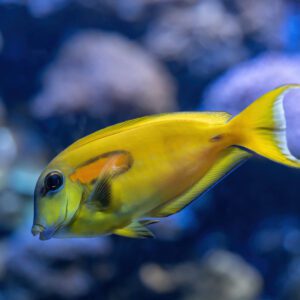 tang-orange-shoulder