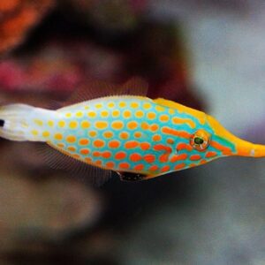 filefish-orange-spot