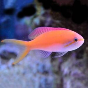 anthias-carberryi