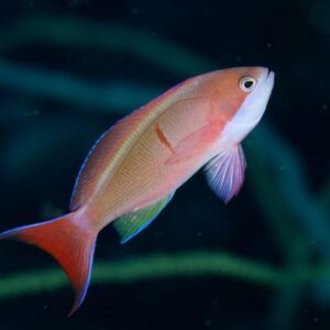 anthias-de-cooper