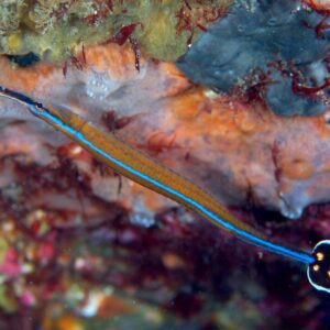 pipefish-blue-striped
