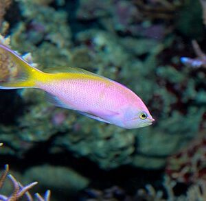 anthias-bartlett