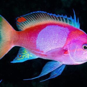 anthias-pleurotaenia