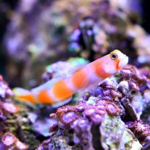 goby-aurora