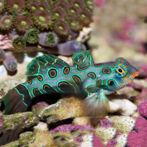 goby-mandarim-spotted