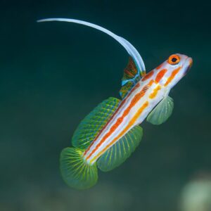 goby-yasha