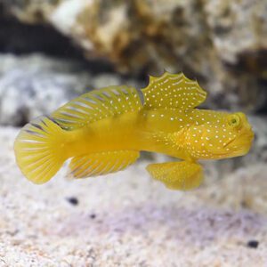 goby-yellow