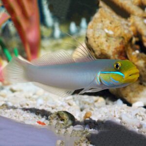 goby-golden-head