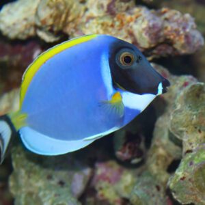 tang-powder-blue