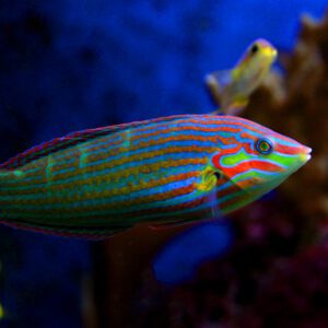 wrasse-melanurus