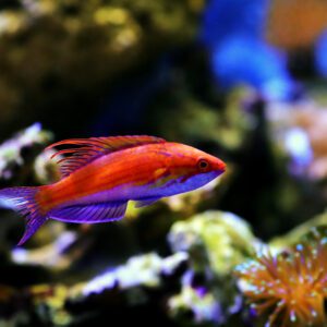 wrasse-carpenter