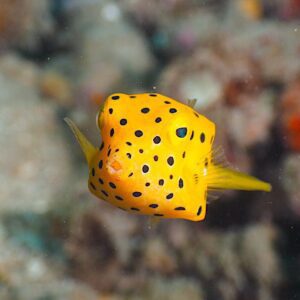 yellow-boxfish