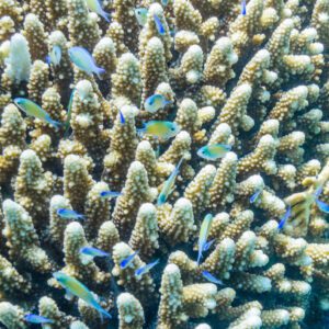 coral-acropora