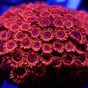 goniopora