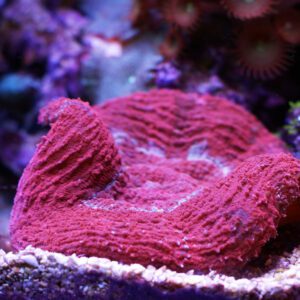 coral-bali