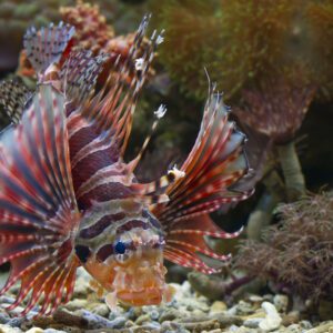 lionfish-anao