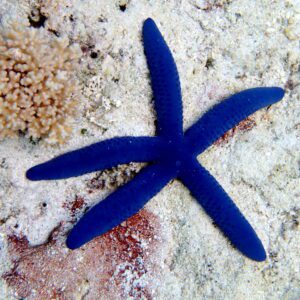 estrela-azul