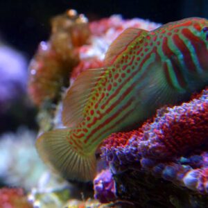 goby-green