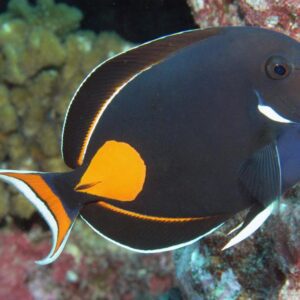 tang-achiles