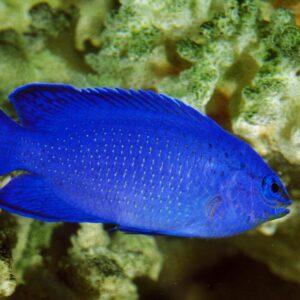 donzela-blue-devil