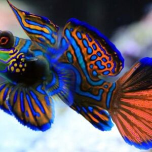 goby-mandarim-green