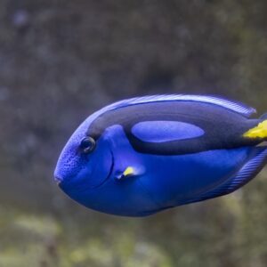 tang-hepatus-blue