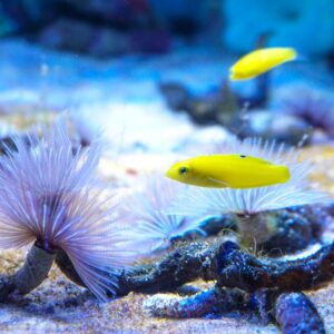 wrasse-yellow-coris