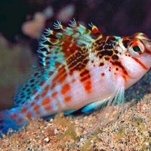 hawkfish-falco