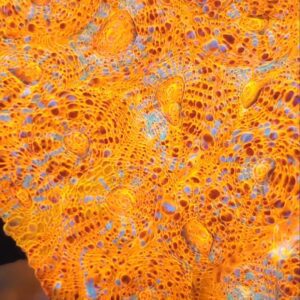 coral-chalice