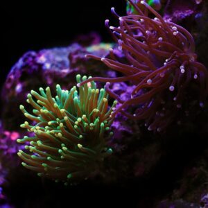 coral-torch